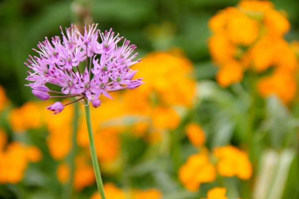 Flowers in Monet's Garden.  Photo by Evan Schneider.