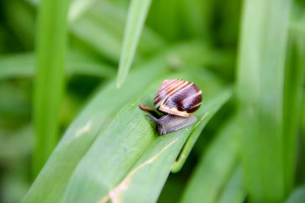 A snail at Giverny.  Photo by Evan Schneider.